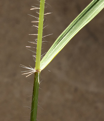 Pogonarthria fleckii