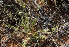 Pogonarthria fleckii