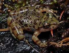 Heleophryne purcelli