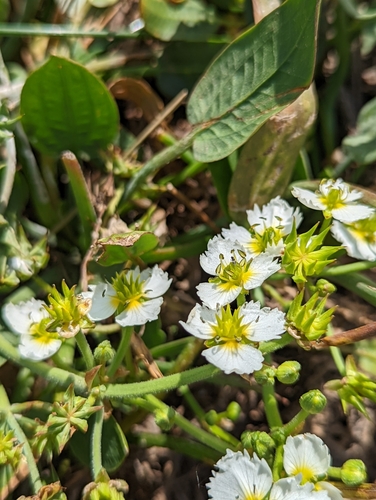 Image of Damasonium californicum by (c) My-Lan Le, some rights reserved (CC BY)