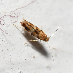 Cameraria ohridella
