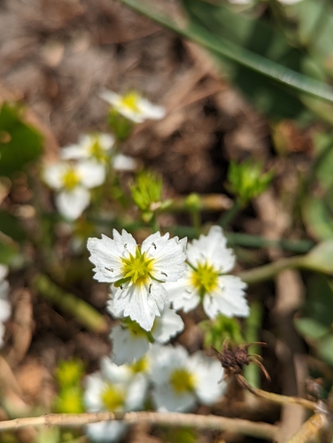 Image of Damasonium californicum by (c) My-Lan Le, some rights reserved (CC BY)