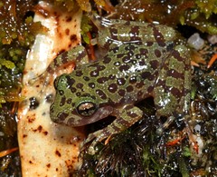 Heleophryne purcelli