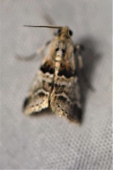Tallula watsoni