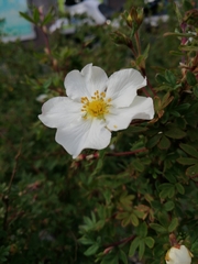Dasiphora fruticosa