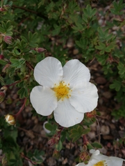 Dasiphora fruticosa