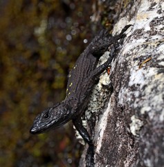 Dwarf Crag Lizard photo 2