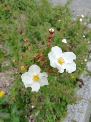 Dasiphora fruticosa