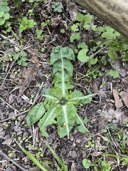 Taraxacum ancistrolobum