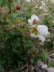 Dasiphora fruticosa