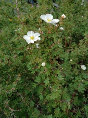 Dasiphora fruticosa