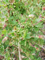 Dasiphora fruticosa