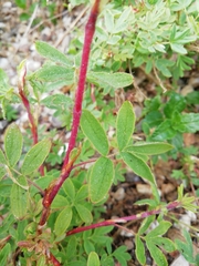 Dasiphora fruticosa