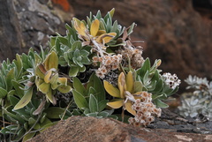 Helichrysum devium image