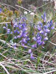 Polygala calcarea