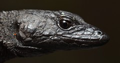 Dwarf Crag Lizard photo 3