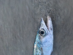 Scomberomorus maculatus