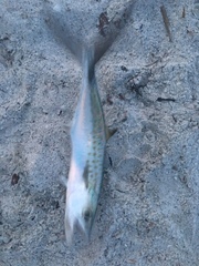 Scomberomorus maculatus