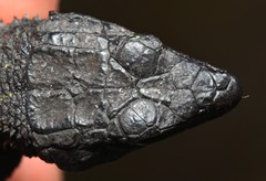 Dwarf Crag Lizard photo 4