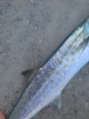 Scomberomorus maculatus