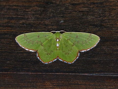 Lissochlora albociliaria