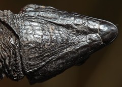 Dwarf Crag Lizard photo 5