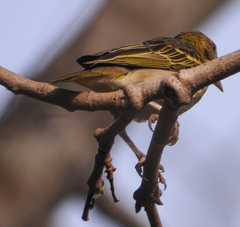 Ploceus cucullatus