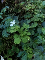 Dichocarpum adiantifolium