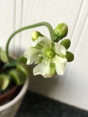 Dionaea