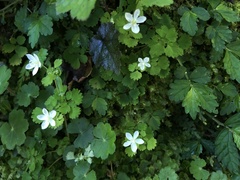 Dichocarpum adiantifolium