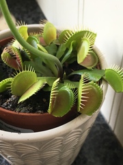 Dionaea