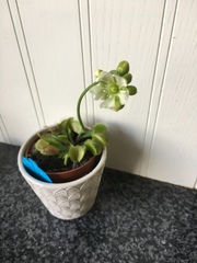 Dionaea