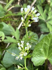 Cardamine impatiens