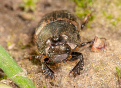 Onthophagus medius