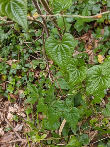 Dioscorea communis (Dioscorea communis)