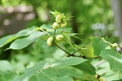 Phylloxera caryaecaulis