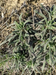 Onosma taurica