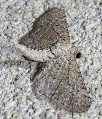 Eupithecia zygadeniata