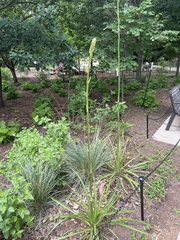 Yucca rupicola