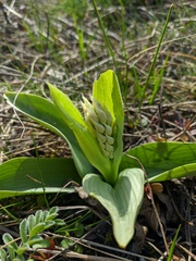 Orchis simia