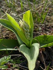 Orchis simia