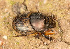 Onthophagus medius