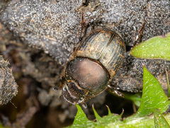 Onthophagus medius