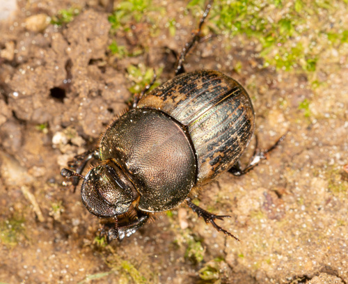 Onthophagus medius