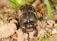 Onthophagus medius