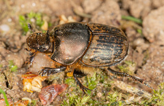 Onthophagus medius