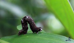 Lepidoptera