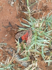 Fulgoridae