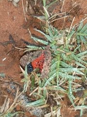 Fulgoridae