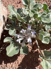 Pediomelum castoreum